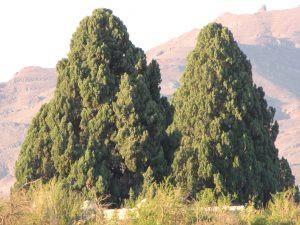 اتاق تابستان