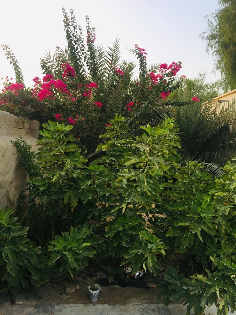 اقامت بوم گردی جزیره قشم
