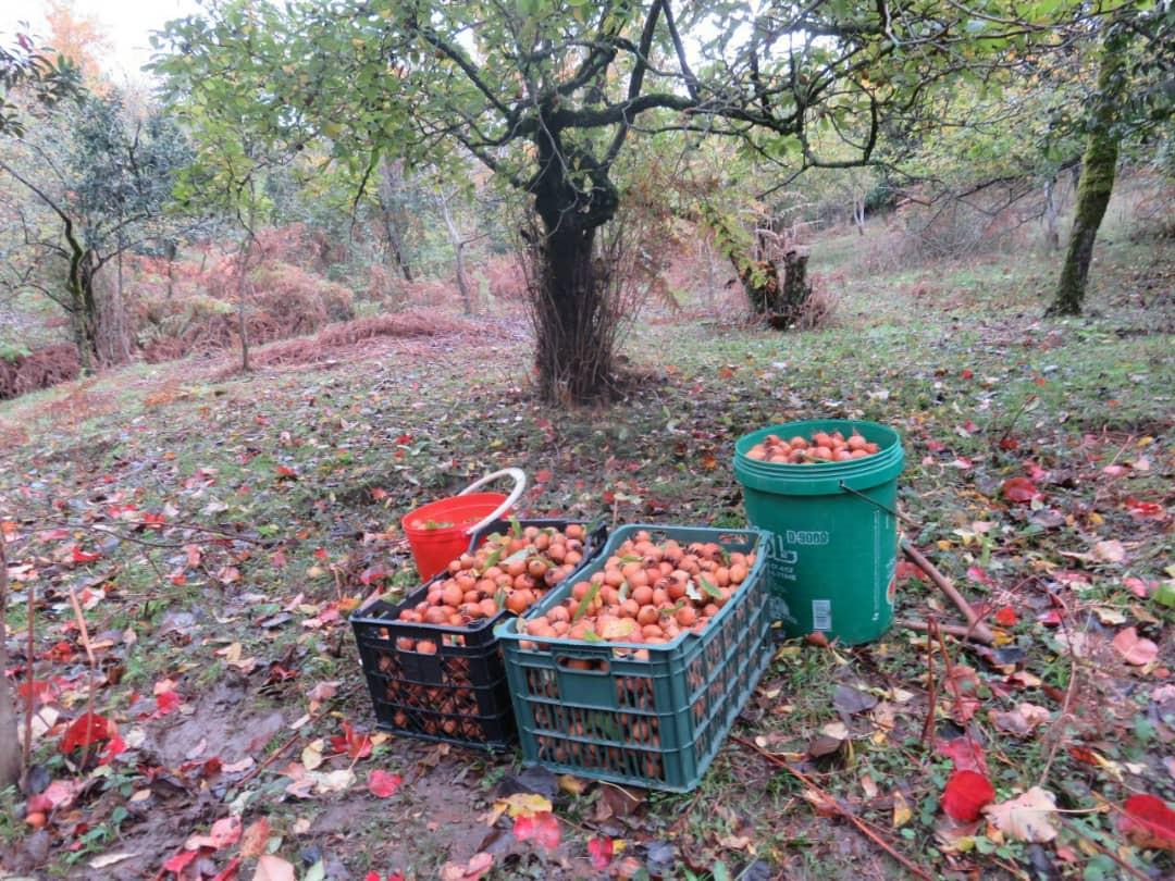 اجاره بوم گردی در تالش