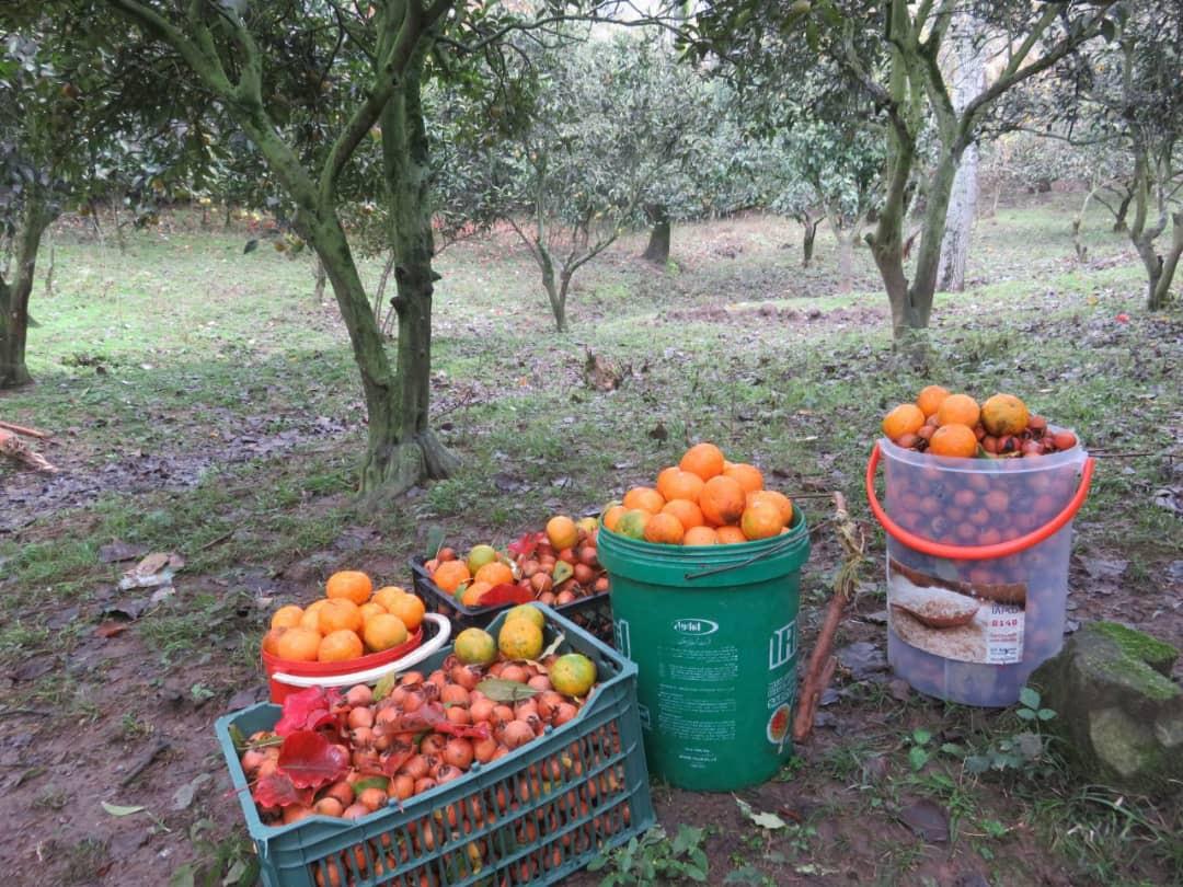 اجاره بوم گردی تالش