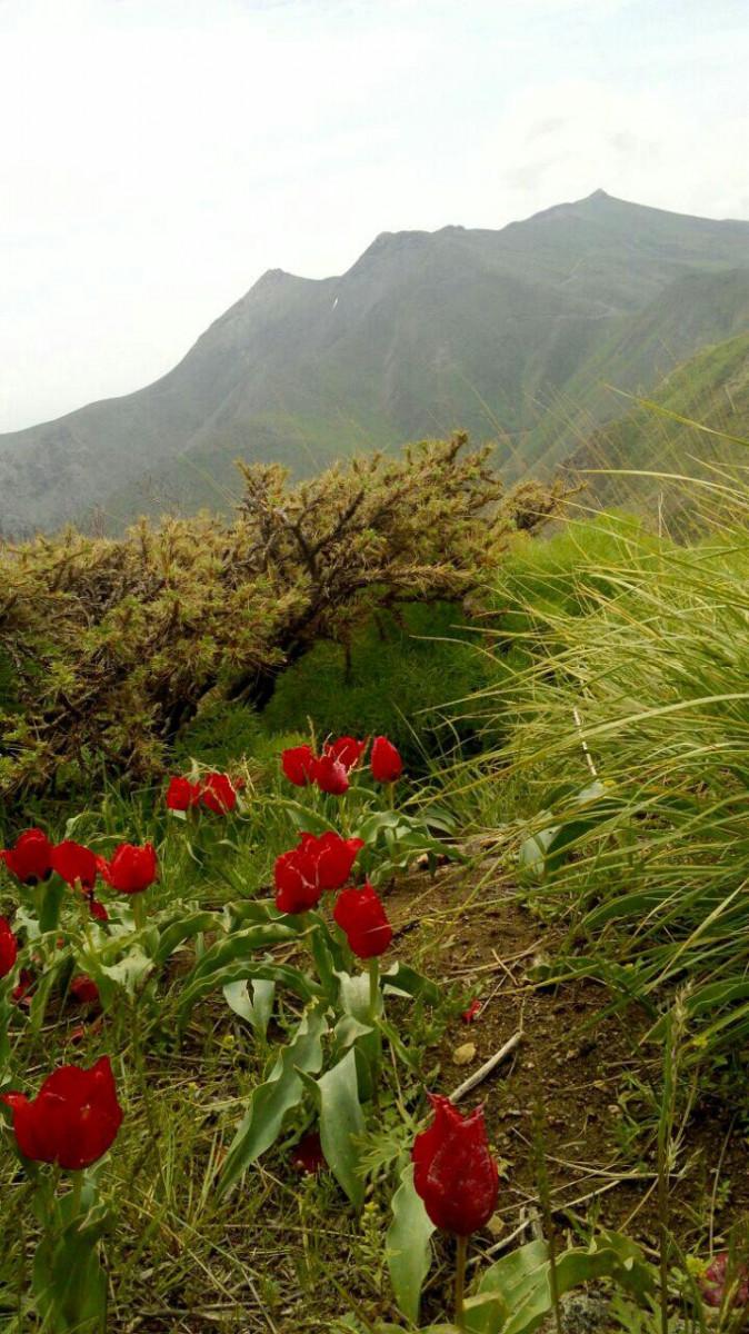 اجاره بوم گردی در سنندج
