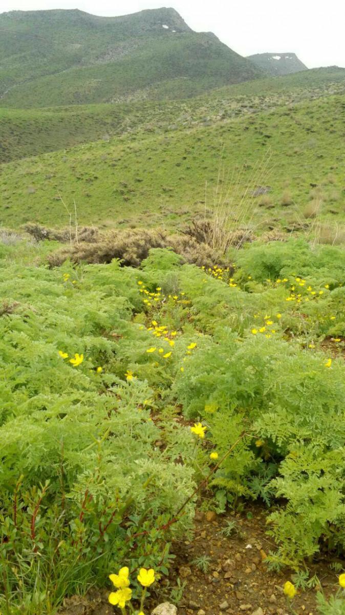 اجاره بوم گردی در سنندج
