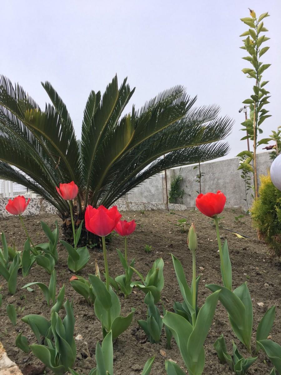 اجاره ویلا لوکس در فومن