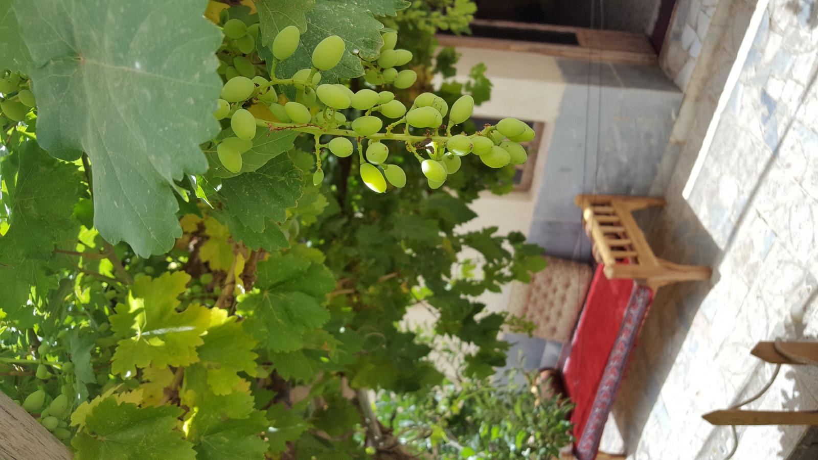 بوم گردی در نایین