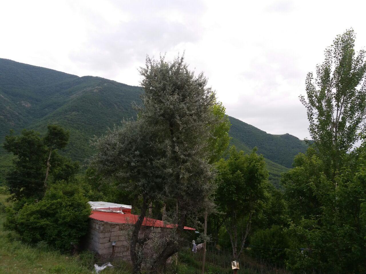 سوییت جنگلی کلیبر3