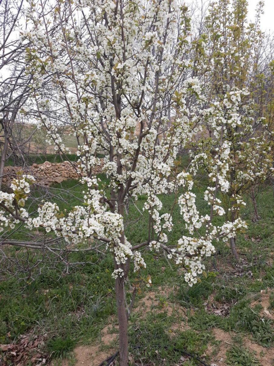 اقامتگاه بوم گردی در ساری