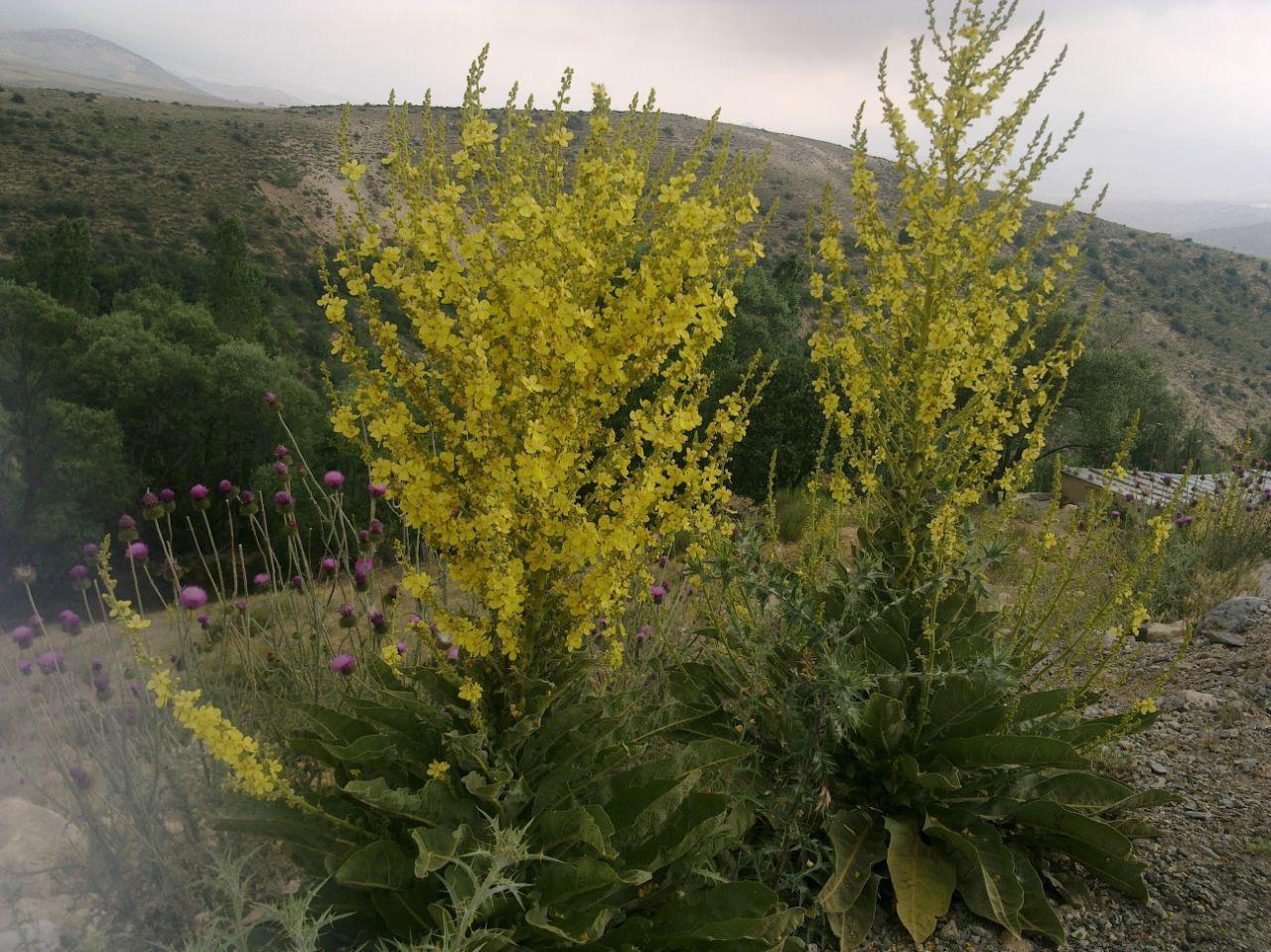 اقامتگاه بومگردی ساری