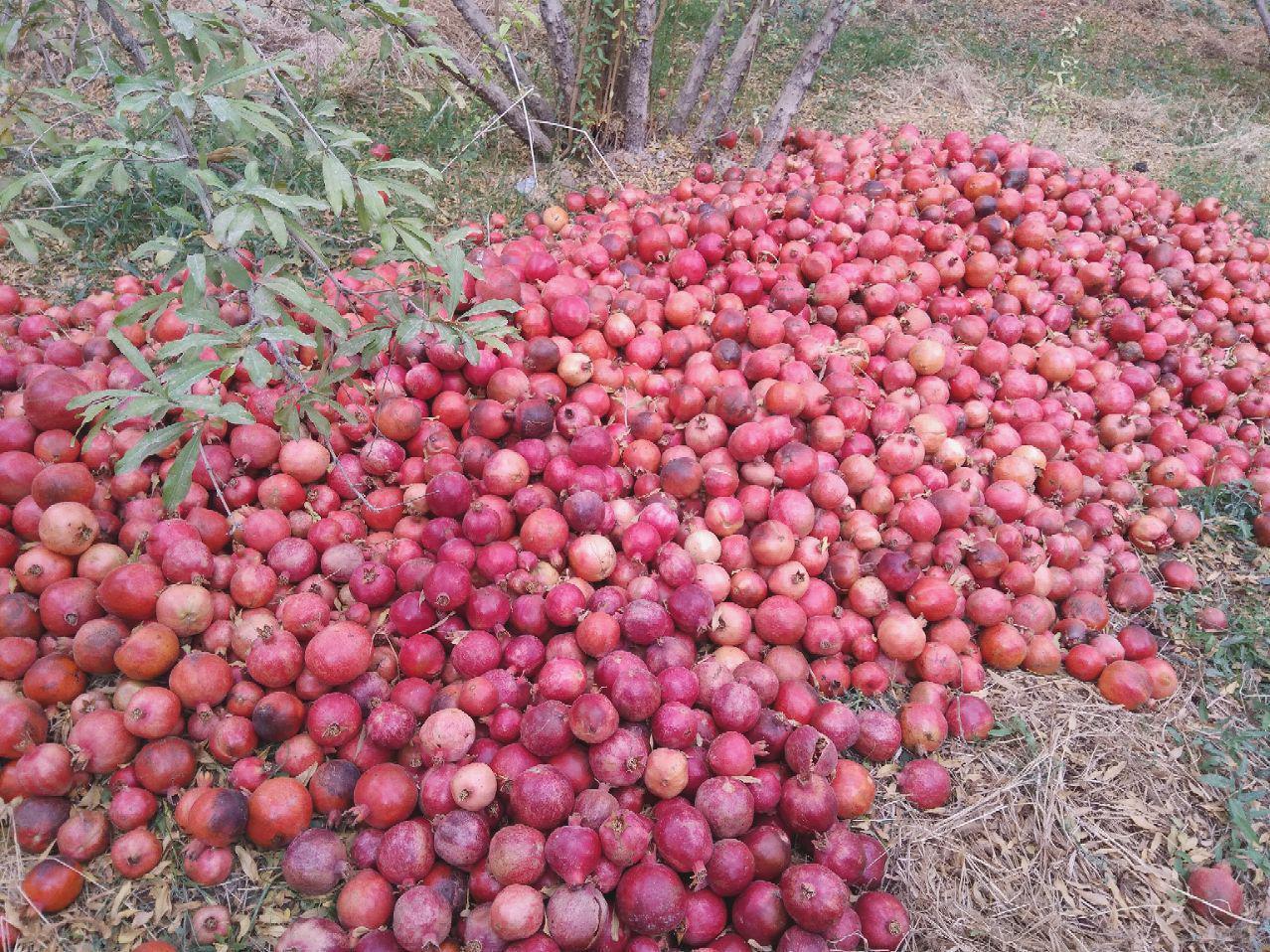 اقامتگاه بوم گردی شاهدیه