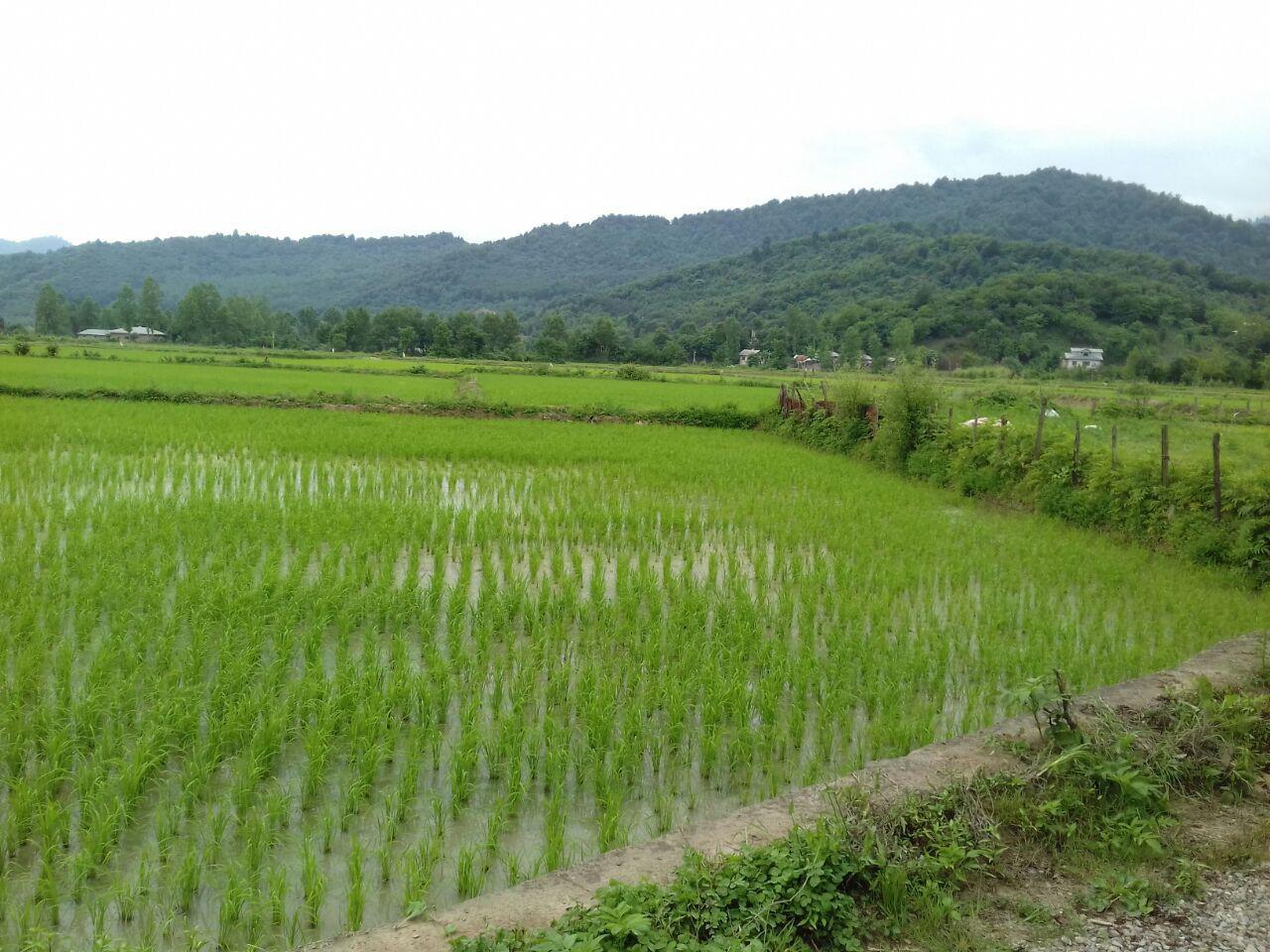 ویلا باغ اجاره ای ماسال