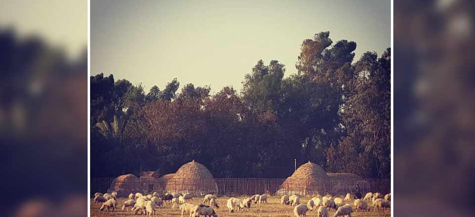 بوم گردی آدور در جیرفت