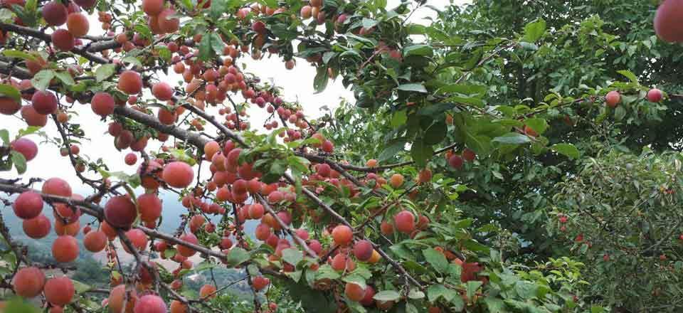 اقامتگاه بوم گردی سنام در ساری