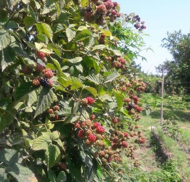 اقامتگاه باغ عمو نصی در نشتارود
