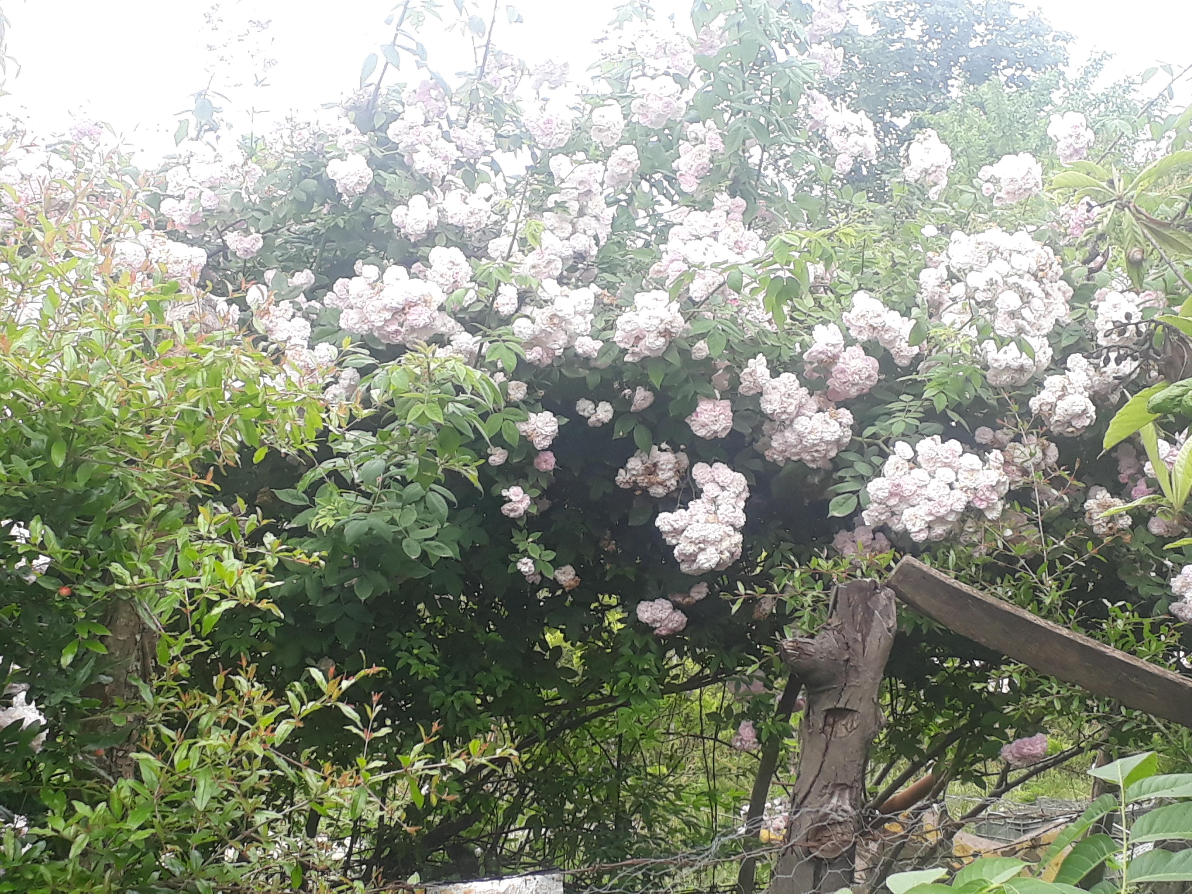 اجاره خانه محلی در ماسال