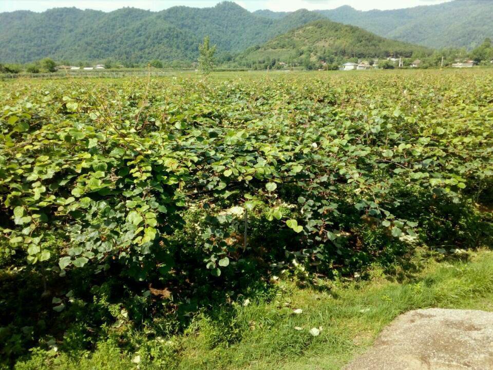 اجاره خانه در هشتپر روستای ساحلی