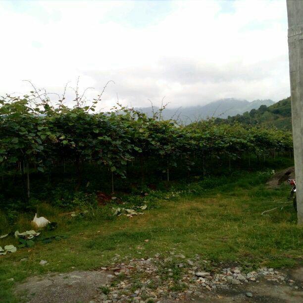 اجاره خانه در هشتپر روستای ساحلی