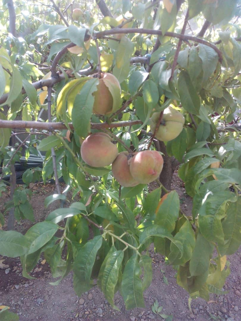 اجاره خانه در رازمیان