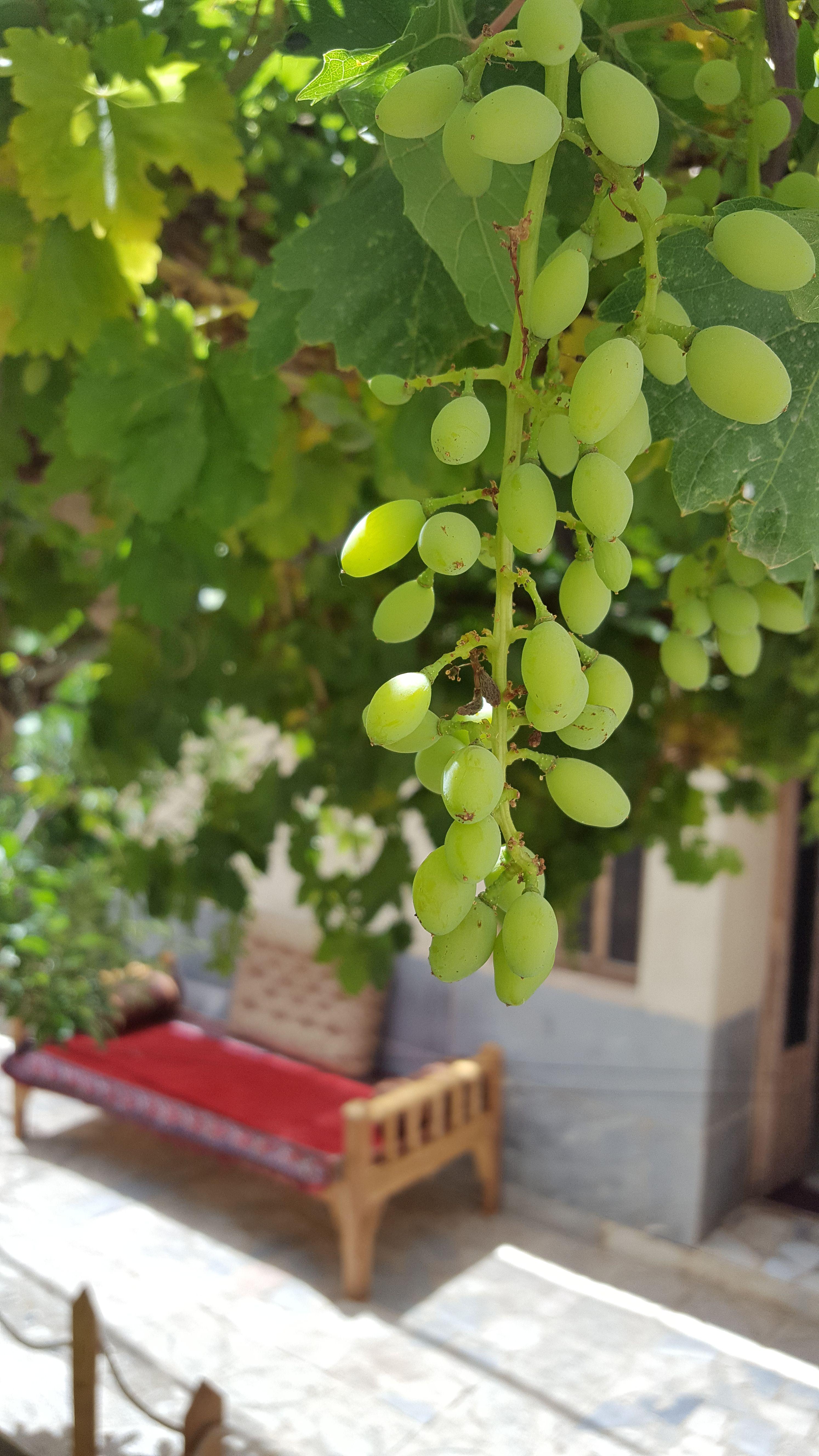 اجاره بوم گردی خاطره در نائین