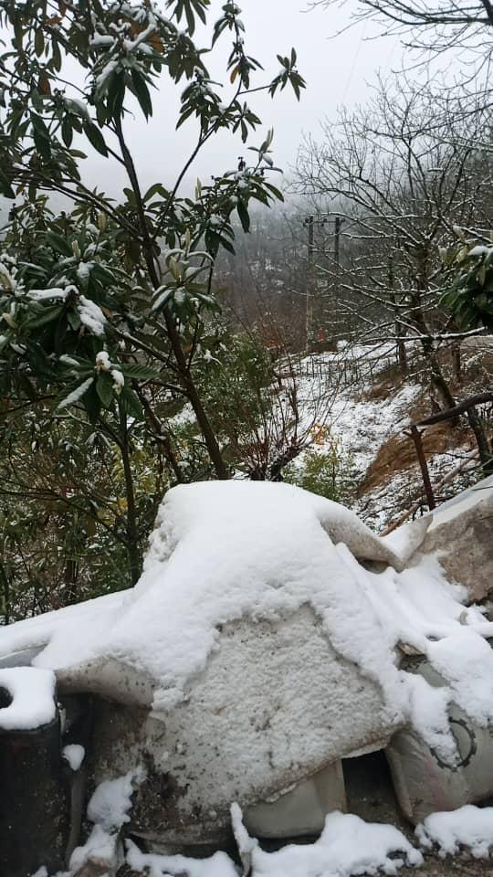 اجاره کلبه چوبی در اربکله رامسر