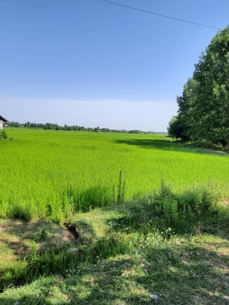 بوم گردی فل خانه رشت