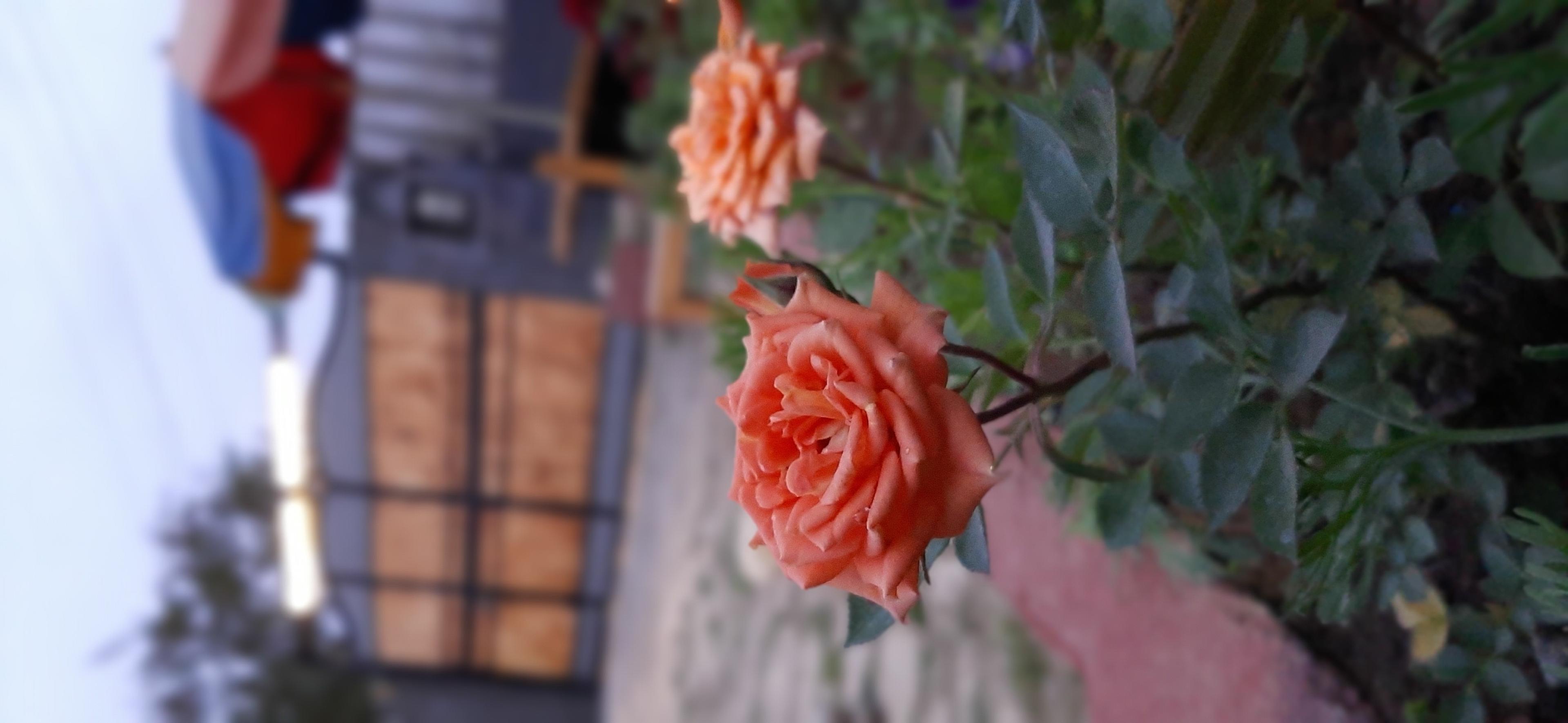 اجاره کلبه چوبی جنگلی ماسال