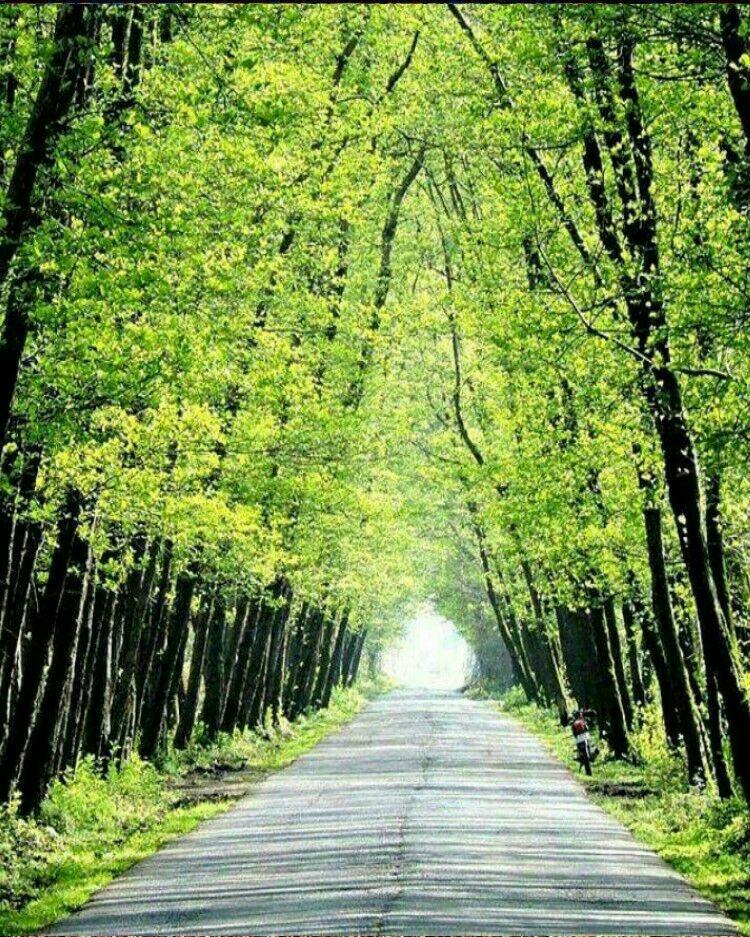 ویلای تراس دار کنار ساحل گیسوم 