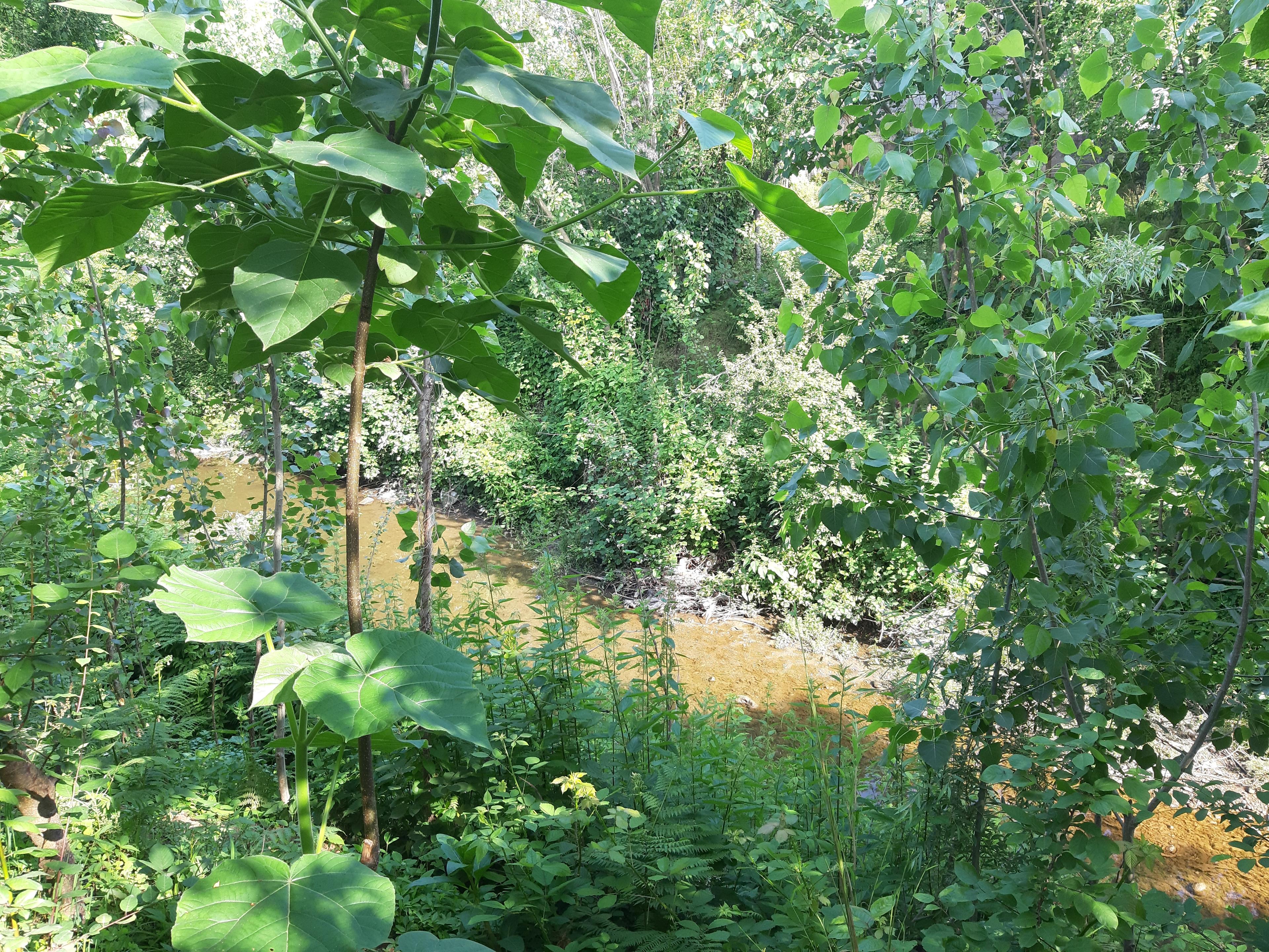 اجاره کلبه جنگلی تالش