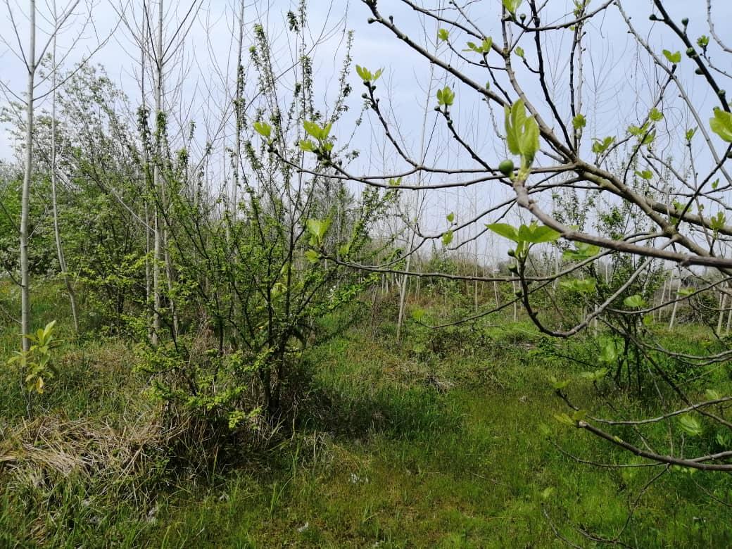 رزرو خانه ویلایی در کلاشم پایین