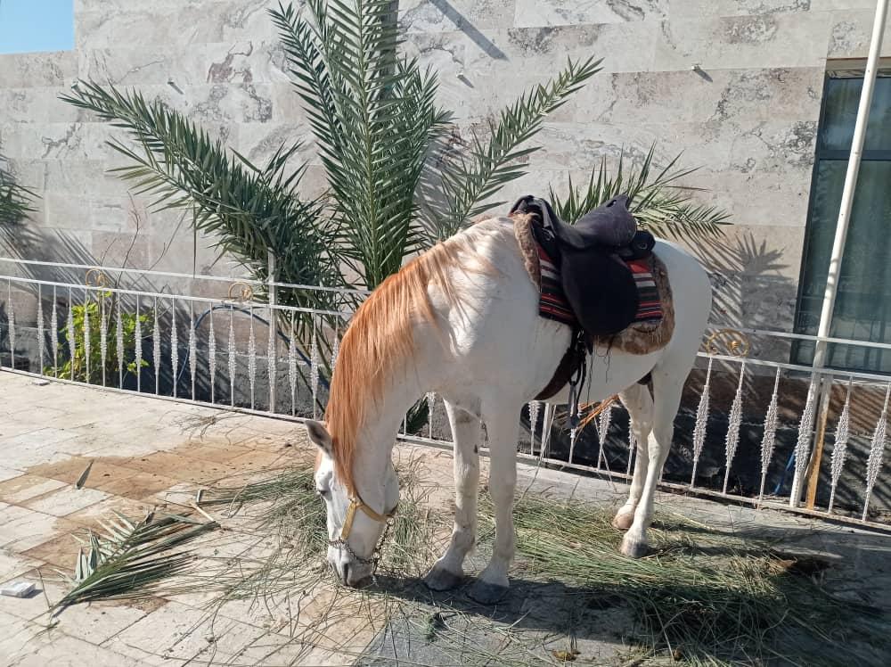سوئیت 109 باغ طالبی ابادان
