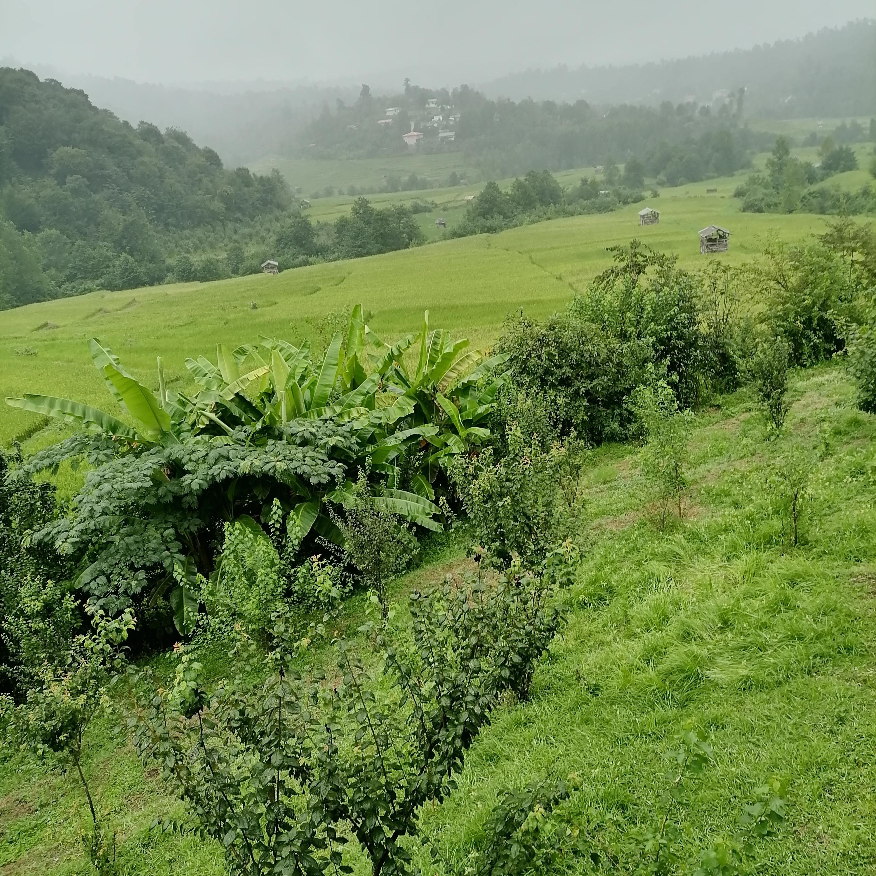 کلبه باغ در سواد کوه شمالی