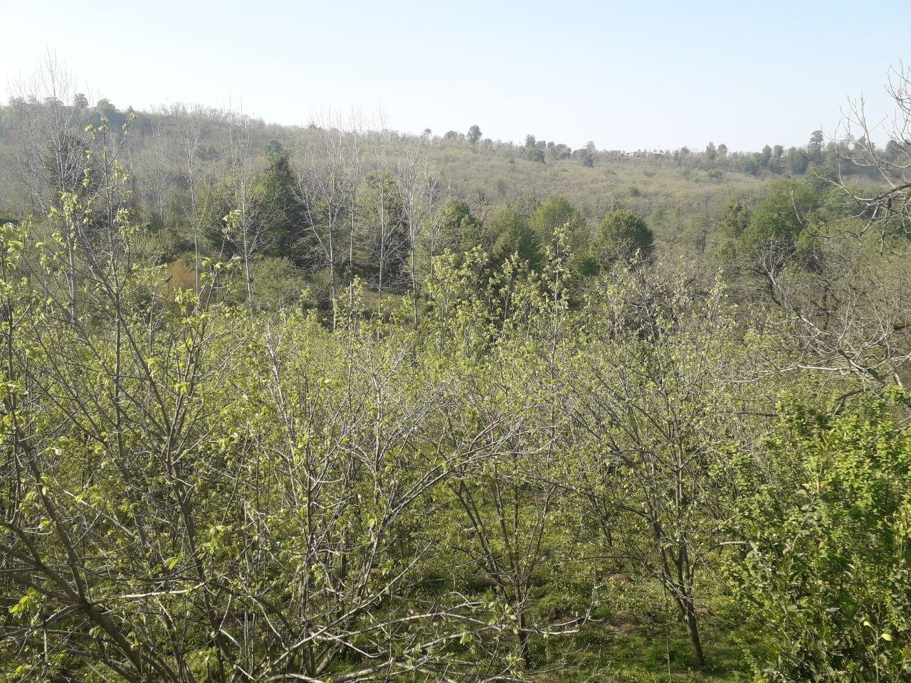 رزرو کلبه در بابل 