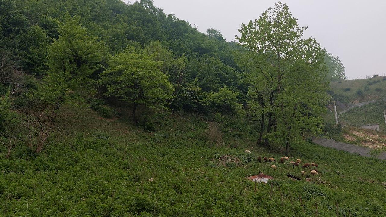 ویلا جنگلی تراس دار در سوادکوه