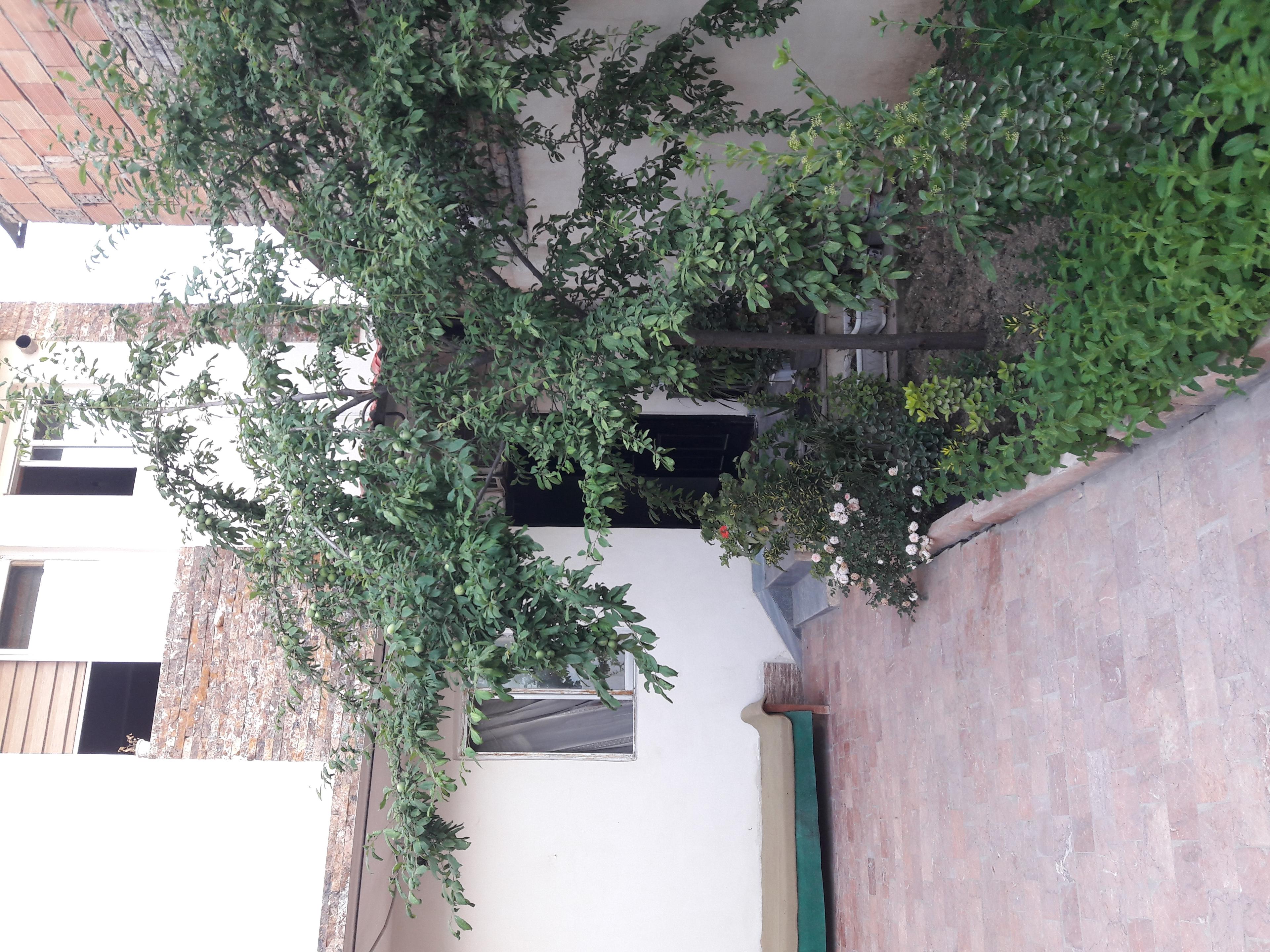 سوئیت در ساری
