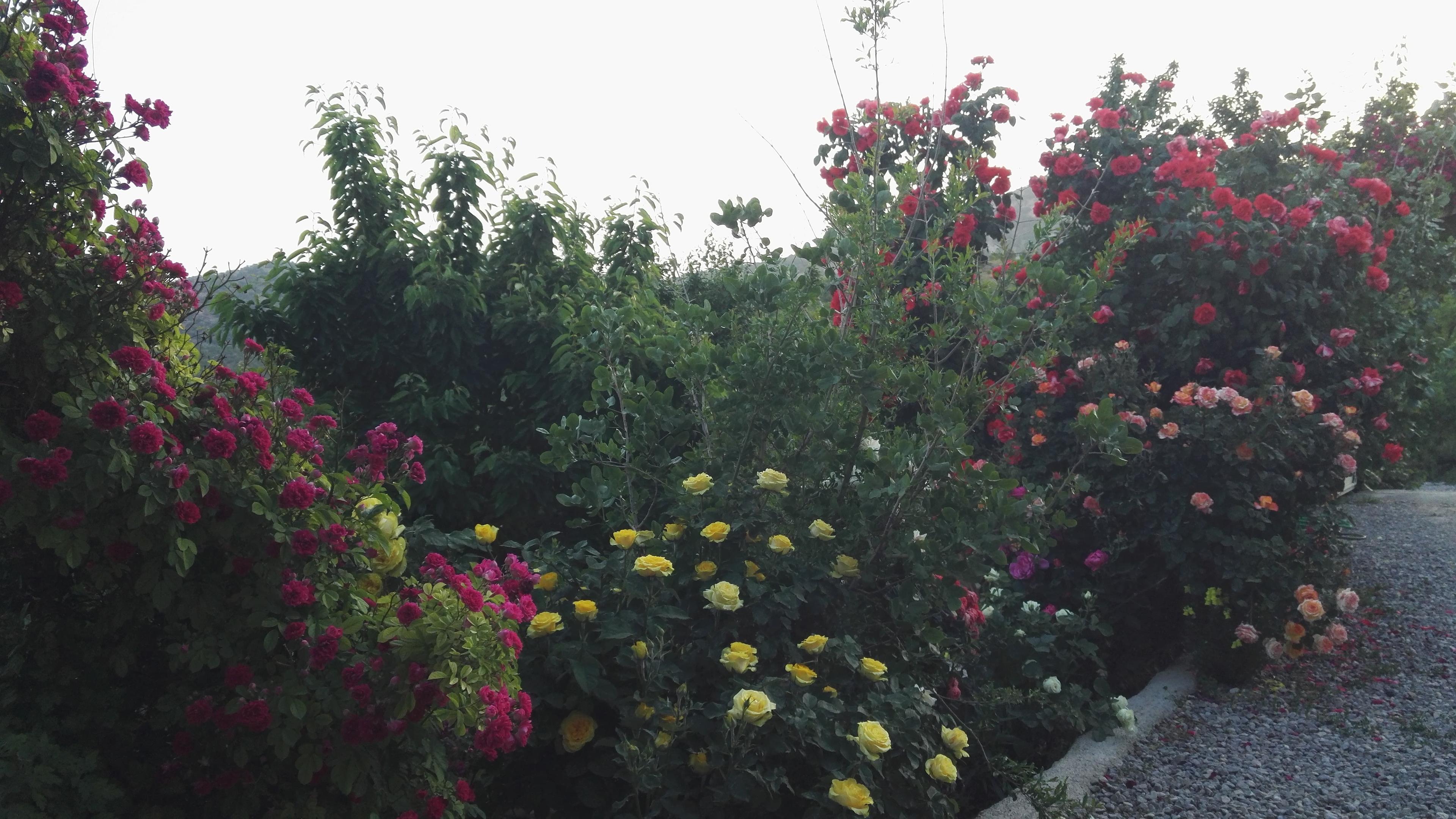 باغ ویلا اجاره ای زاگرس