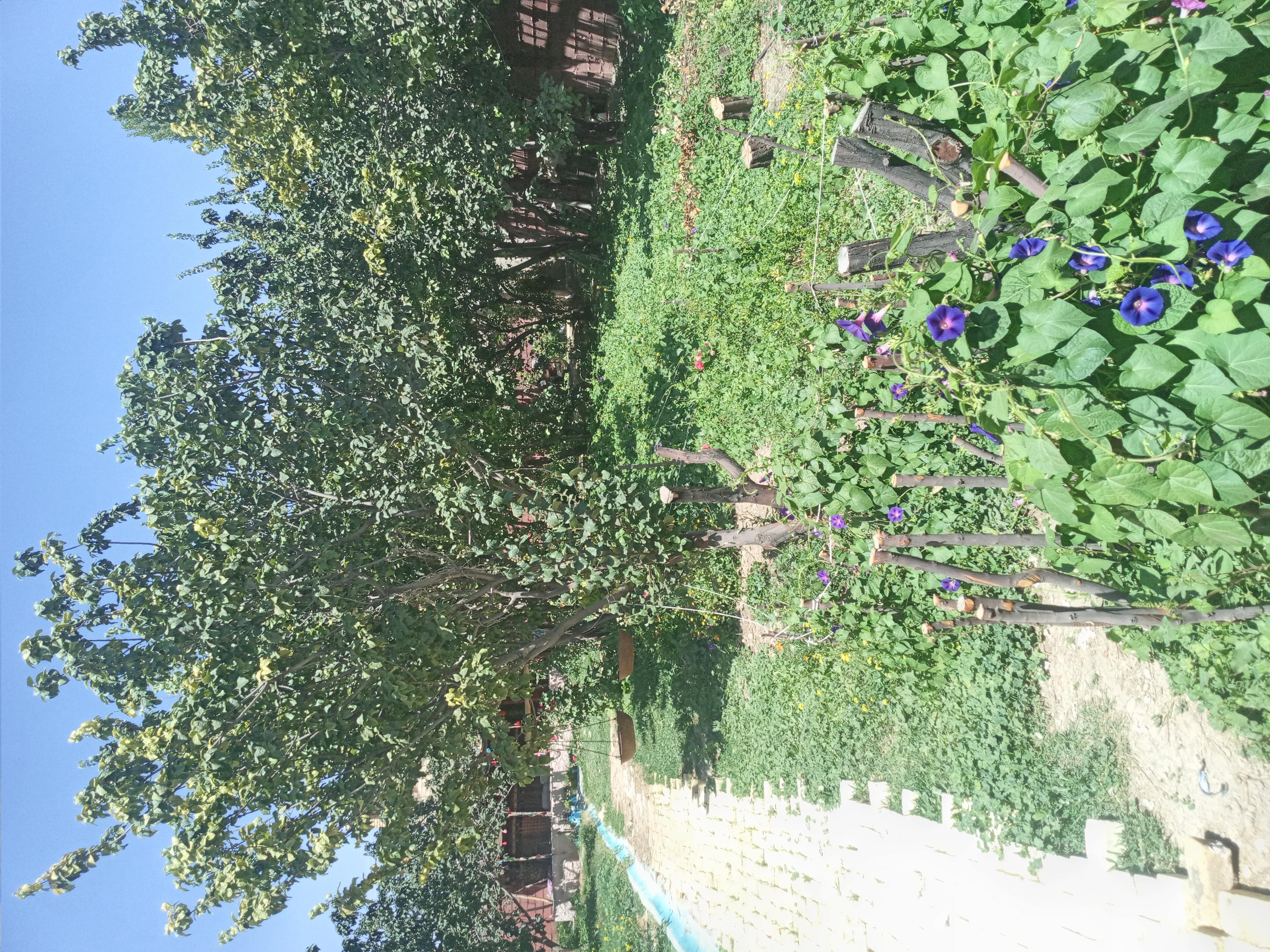 اقامتگاه بومگردی خانه سیب سمیرم