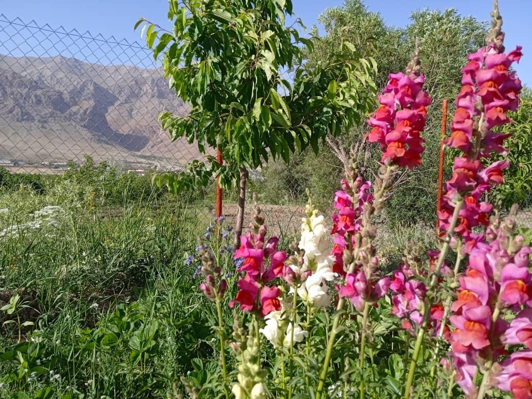 سوئیت حیاط دار در فریدونشهر