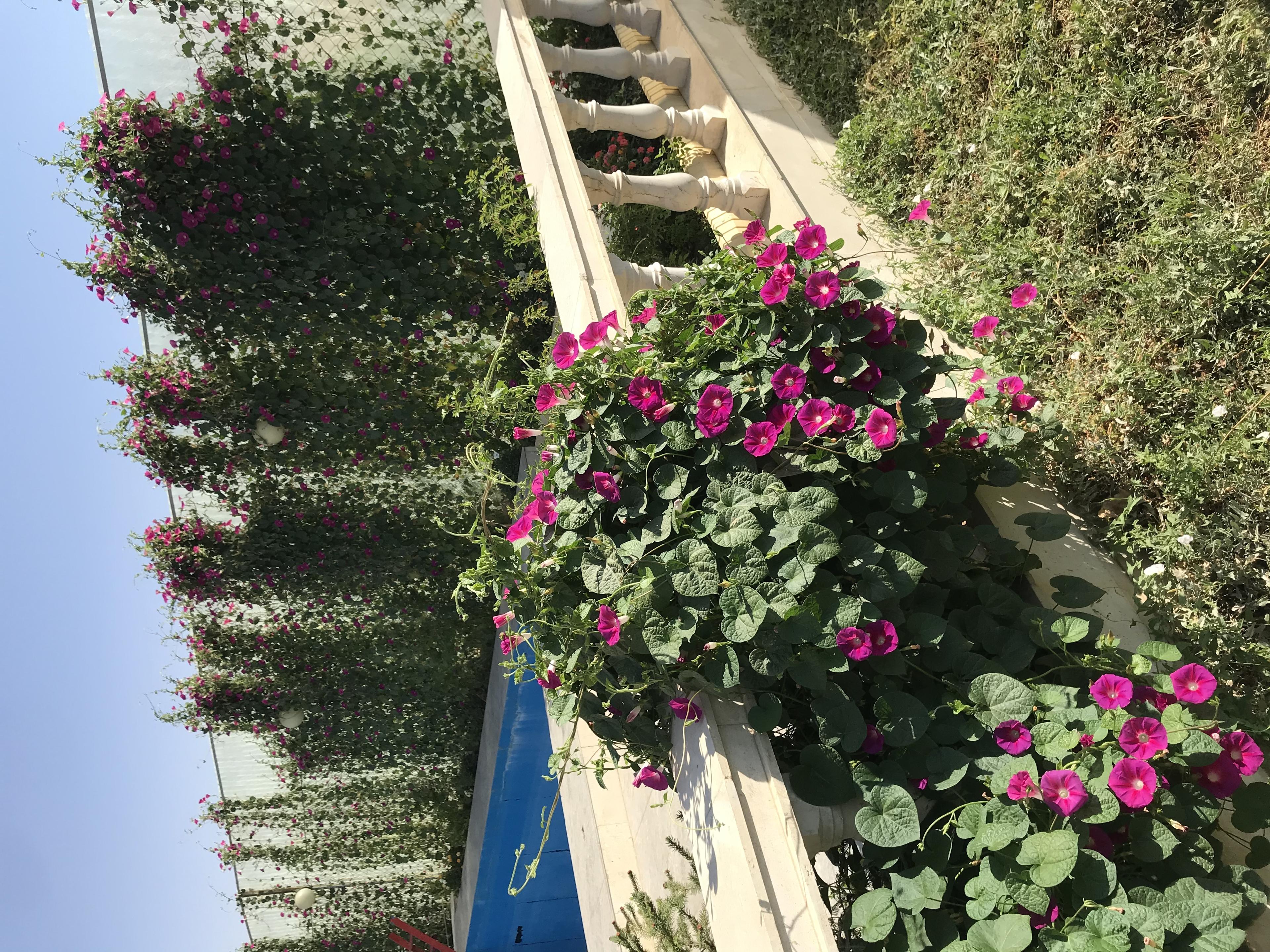 رزرو ویلا باغ در بوکان 