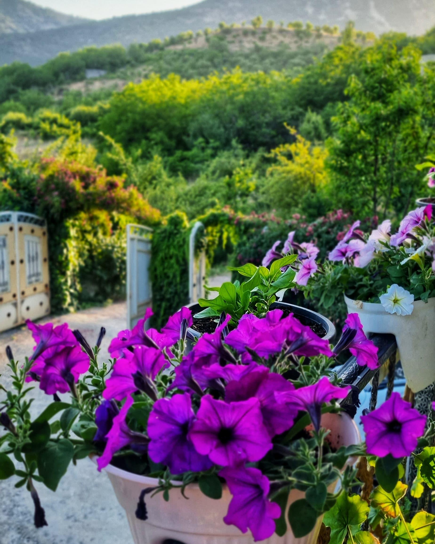 باغ ویلا اجاره ای زاگرس