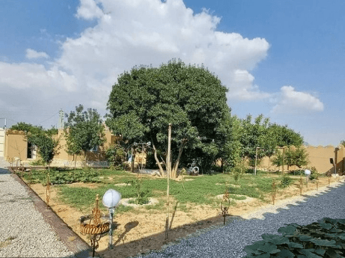 بومگردی آلاله سفید تالاب گندمان