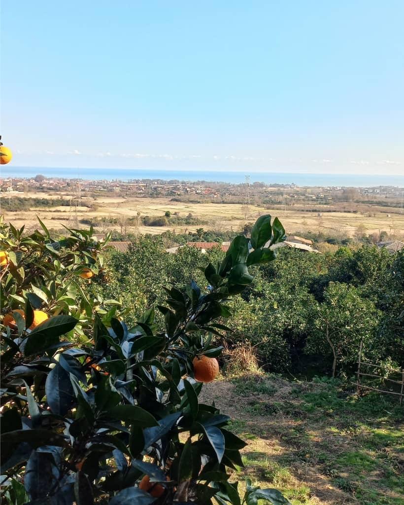 کلبه جنگلی تک خوابه آرامش