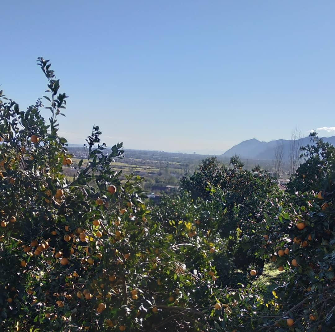 کلبه جنگلی تک خوابه آرامش