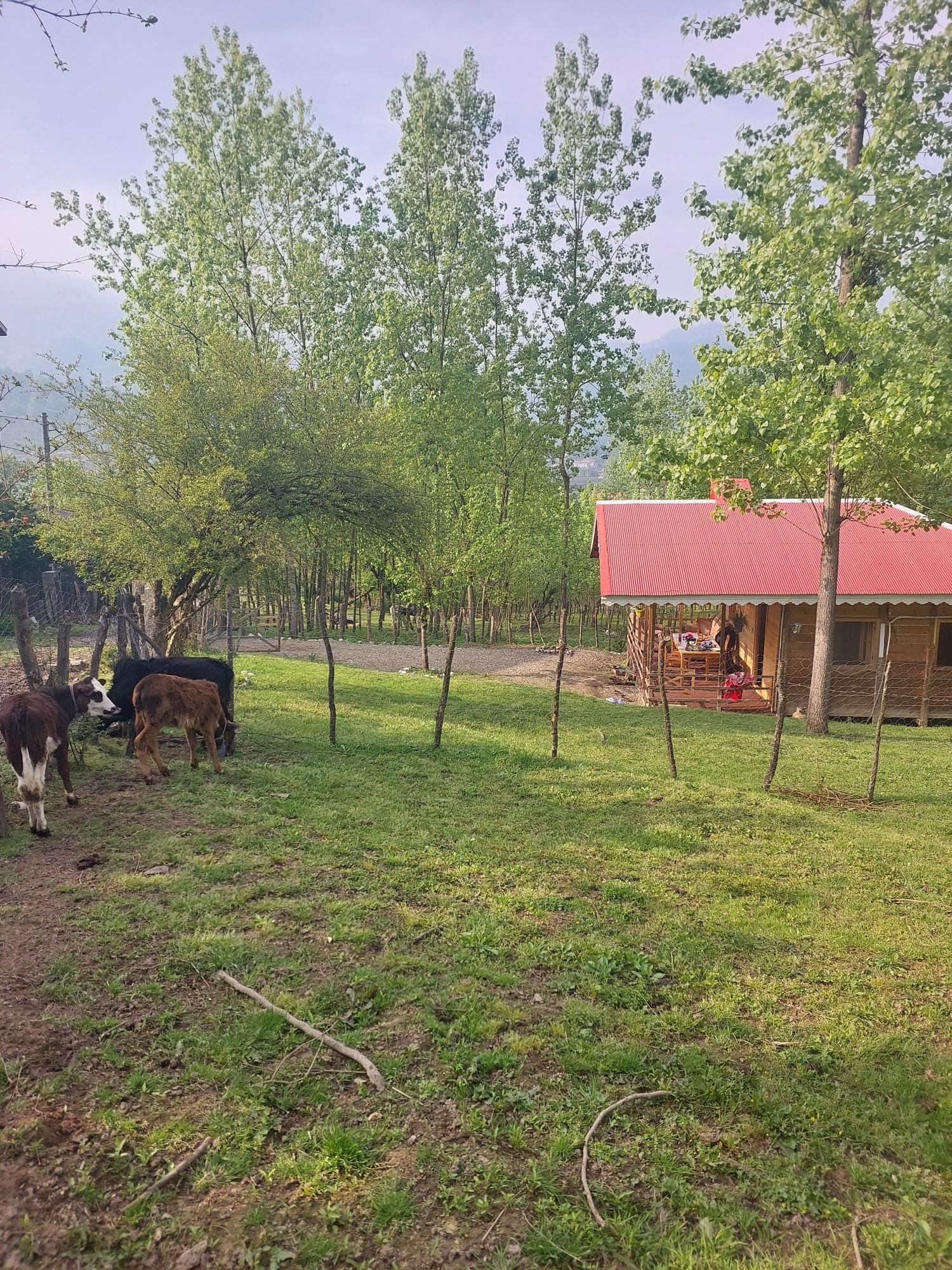 رزرو کلبه جنگلی دنج در ماسال