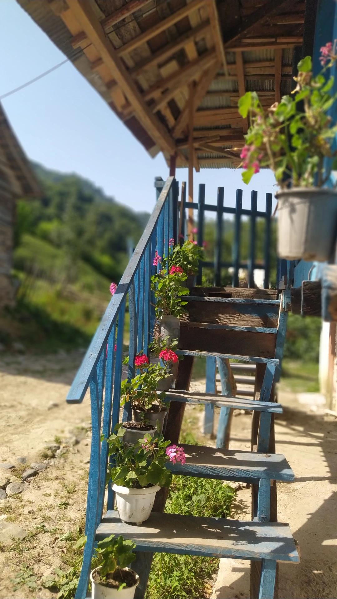 اجاره کلبه جنگلی  در فومن