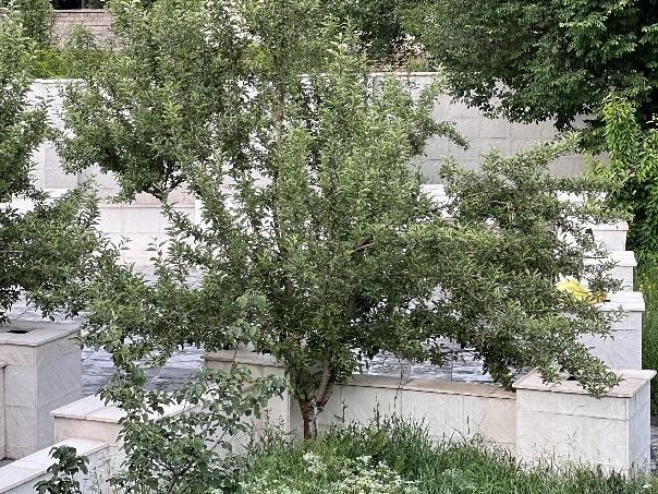 اجاره باغ مروارید در طالقان