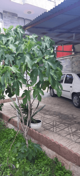 سوئیت تک خوابه مرکزشهر قزوین