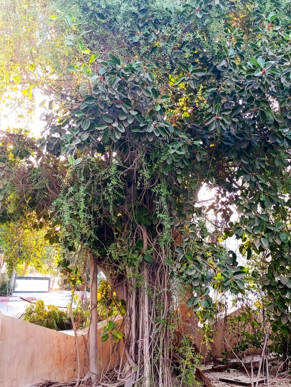 واحد مبله تک خواب قلب جزیره 