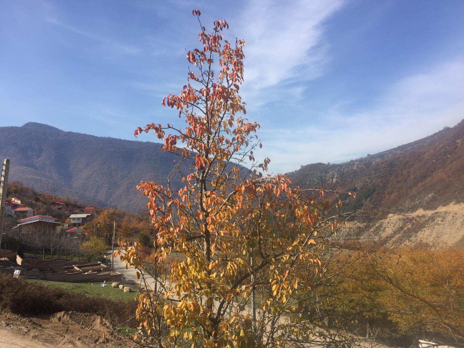 ویلا علی آباد کوهستانی-جنگلی 