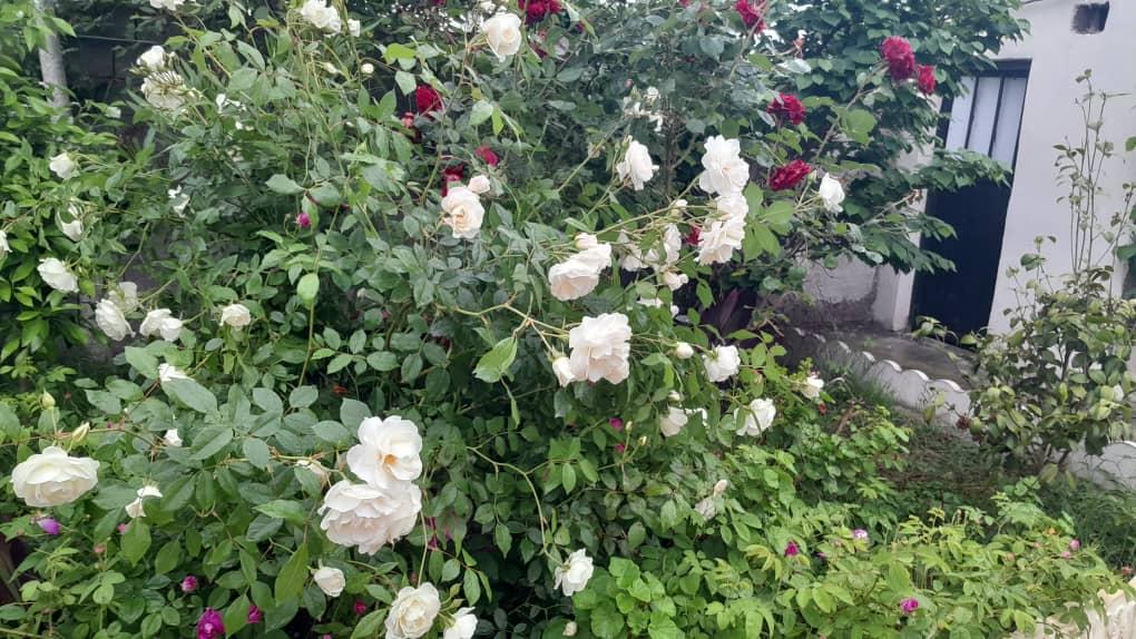 ویلایی تک خواب مثبت یک ساحلی