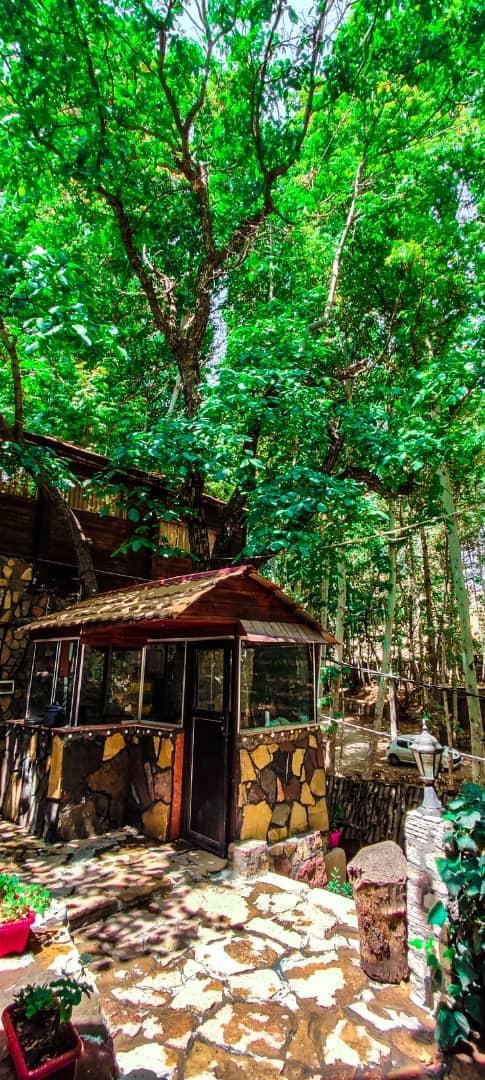 بومگردی جنگلی قلات 