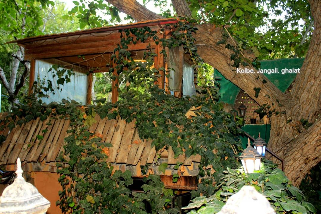 بومگردی جنگلی قلات 