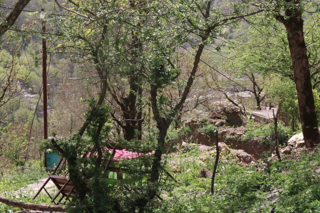 تک خوابه جنگلی